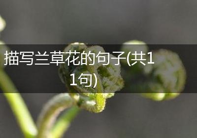 描写兰草花的句子(共11句)