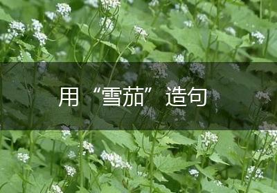用“雪茄”造句