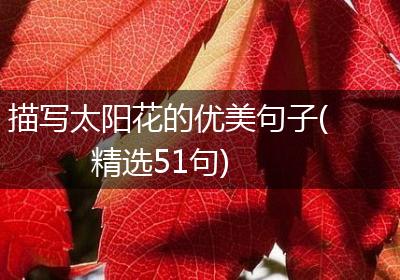 描写太阳花的优美句子(精选51句)