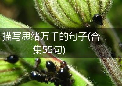 描写思绪万千的句子(合集55句)
