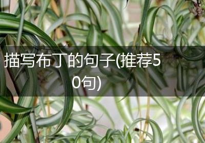 描写布丁的句子(推荐50句)