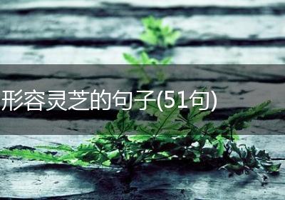 形容灵芝的句子(51句)