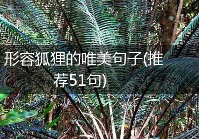 形容狐狸的唯美句子(推荐51句)