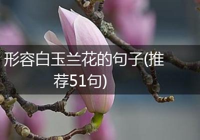 形容白玉兰花的句子(推荐51句)