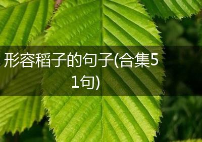 形容稻子的句子(合集51句)