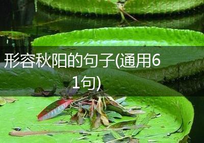 形容秋阳的句子(通用61句)