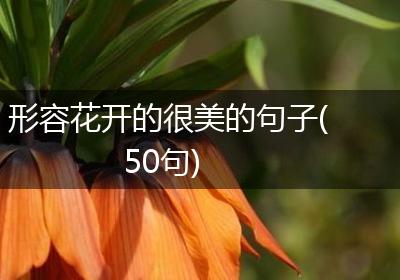 形容花开的很美的句子(50句)