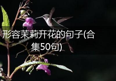 形容茉莉开花的句子(合集50句)