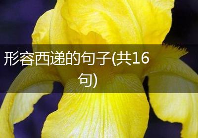 形容西递的句子(共16句)