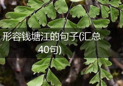形容钱塘江的句子(汇总40句)