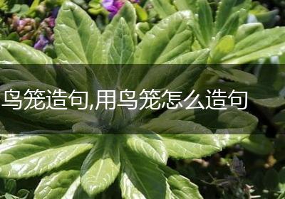 鸟笼造句,用鸟笼怎么造句