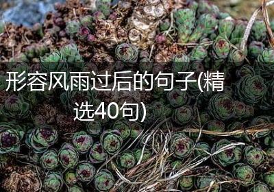 形容风雨过后的句子(精选40句)