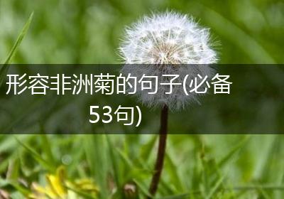 形容非洲菊的句子(必备53句)