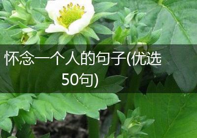 怀念一个人的句子(优选50句)
