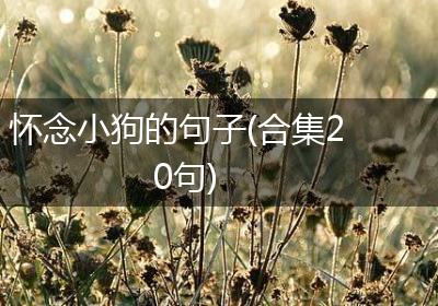 怀念小狗的句子(合集20句)