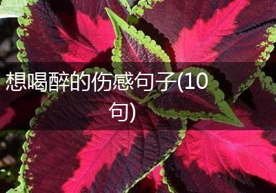 想喝醉的伤感句子(10句)