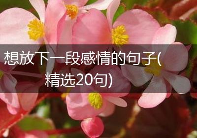 想放下一段感情的句子(精选20句)