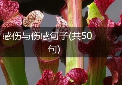 感伤与伤感句子(共50句)
