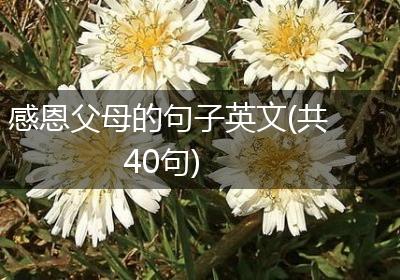 感恩父母的句子英文(共40句)