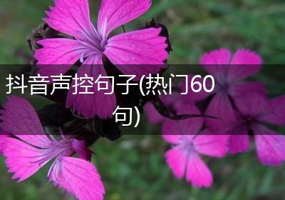 抖音声控句子(热门60句)