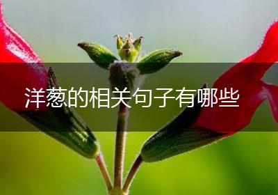 洋葱的相关句子有哪些