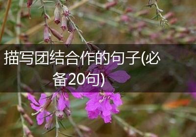描写团结合作的句子(必备20句)