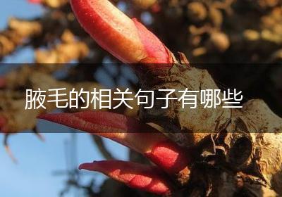 腋毛的相关句子有哪些