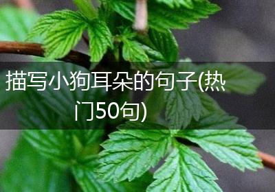 描写小狗耳朵的句子(热门50句)