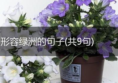 形容绿洲的句子(共9句)