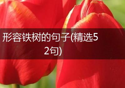 形容铁树的句子(精选52句)