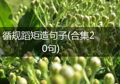 循规蹈矩造句子(合集20句)