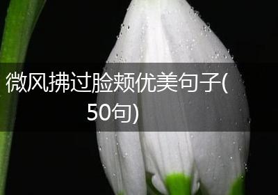 微风拂过脸颊优美句子(50句)