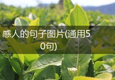 感人的句子图片(通用50句)