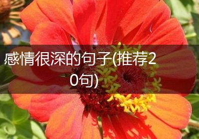 感情很深的句子(推荐20句)