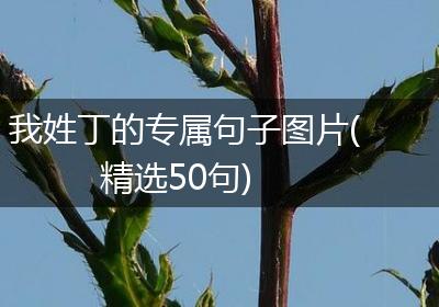 我姓丁的专属句子图片(精选50句)