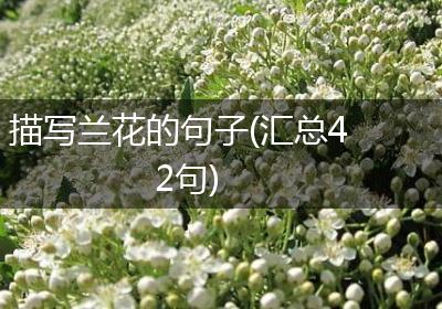 描写兰花的句子(汇总42句)