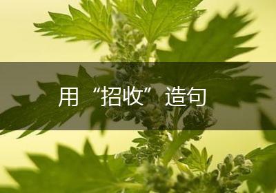 用“招收”造句