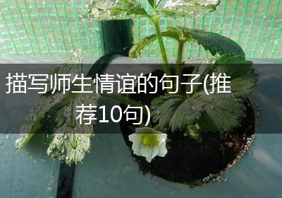 描写师生情谊的句子(推荐10句)