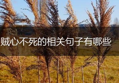贼心不死的相关句子有哪些