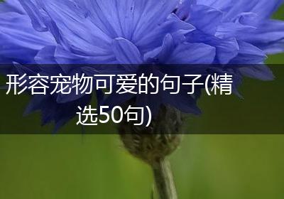形容宠物可爱的句子(精选50句)