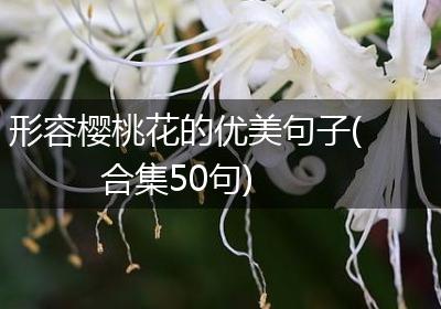 形容樱桃花的优美句子(合集50句)
