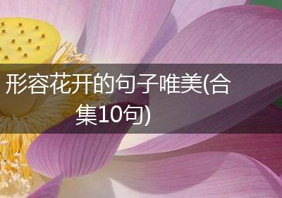 形容花开的句子唯美(合集10句)