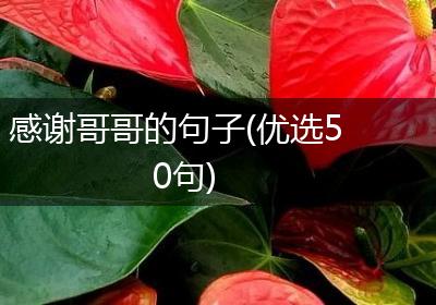 感谢哥哥的句子(优选50句)