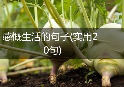 感慨生活的句子(实用20句)