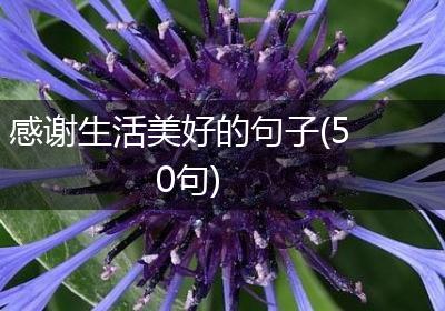 感谢生活美好的句子(50句)