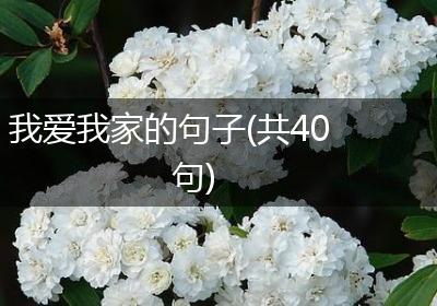 我爱我家的句子(共40句)