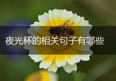 夜光杯的相关句子有哪些