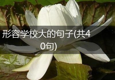 形容学校大的句子(共40句)