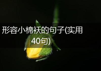 形容小棉袄的句子(实用40句)