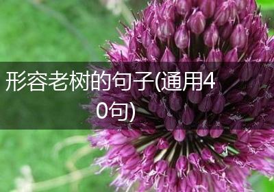 形容老树的句子(通用40句)